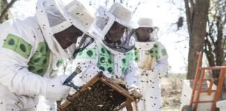 Fomentar emprendedores locales