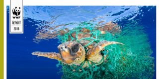 Las poblaciones de vida silvestre disminuyeron 60% en menos de 50 años