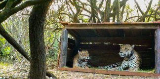 Juntaron a los yaguaretés del Impenetrable chaqueño