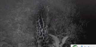 Registran un yaguareté en Ledesma