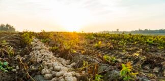 agricultura regenerativa