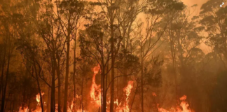 Mercado Pago moviliza donaciones para los animales afectados por los incendios del Delta del Paraná incendios Delta