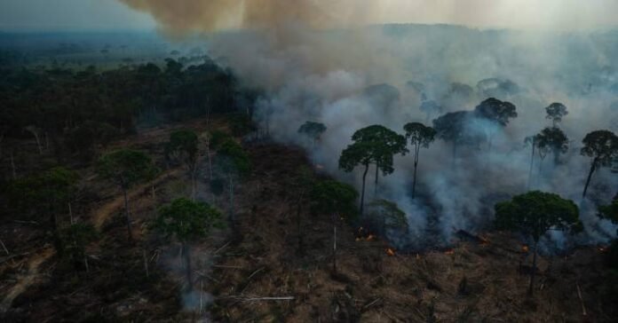 deforestacion