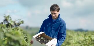 Smurfit Kappa: liderazgo ESG en la industria de empaques de papel y cartón corrugado