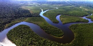 Natura: De la sustentabilidad a la regeneración para restaurar el planeta Regeneración - Amazonas - Brasil