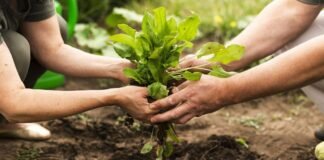 Agro Sostenible: el proyecto de CREA