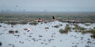 La primera ley europea que obliga a restaurar la naturaleza
