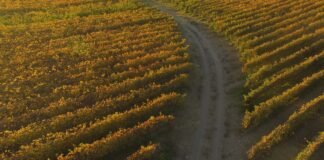 La sustentabilidad en el sector vitivinícola argentino: innovación, negocios y desafíos