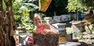 Fundación Microfinanzas de BBVA: mujeres rurales en el centro de la acción Apicultora-dominicana-FMBBVA-Banco-Adopem.jpg