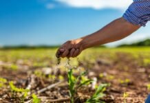 Syngenta: La receta con IA y biológicos para regenerar el campo