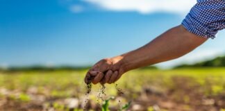 Syngenta: La receta con IA y biológicos para regenerar el campo