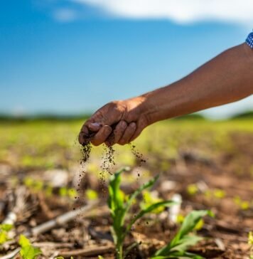 Syngenta: La receta con IA y biológicos para regenerar el campo